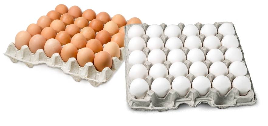 Organic Shell Eggs
